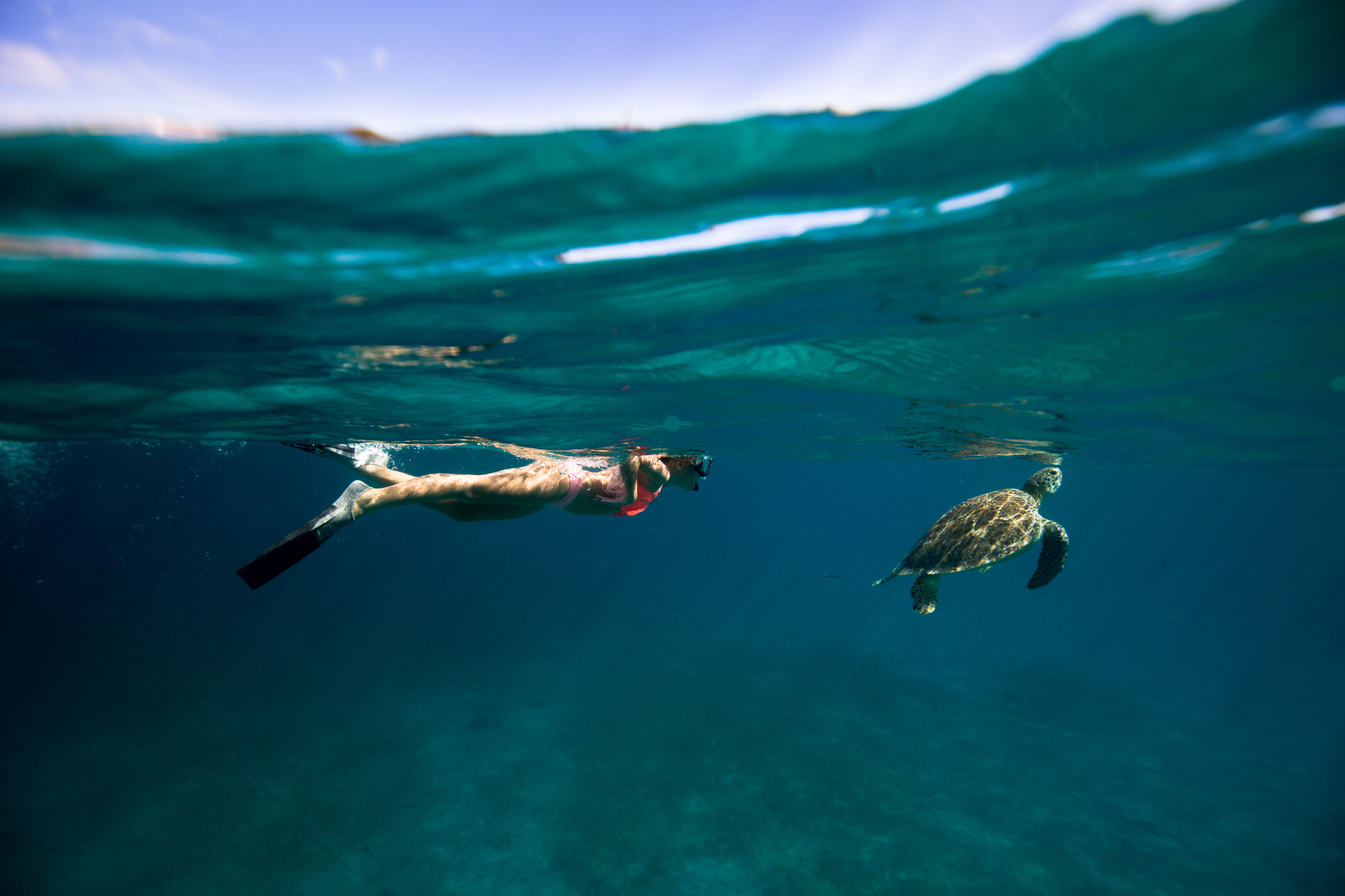 Swim with sea turtles at Frenchman’s Reef & Morning Star Marriott Beach Resort in St. Thomas
