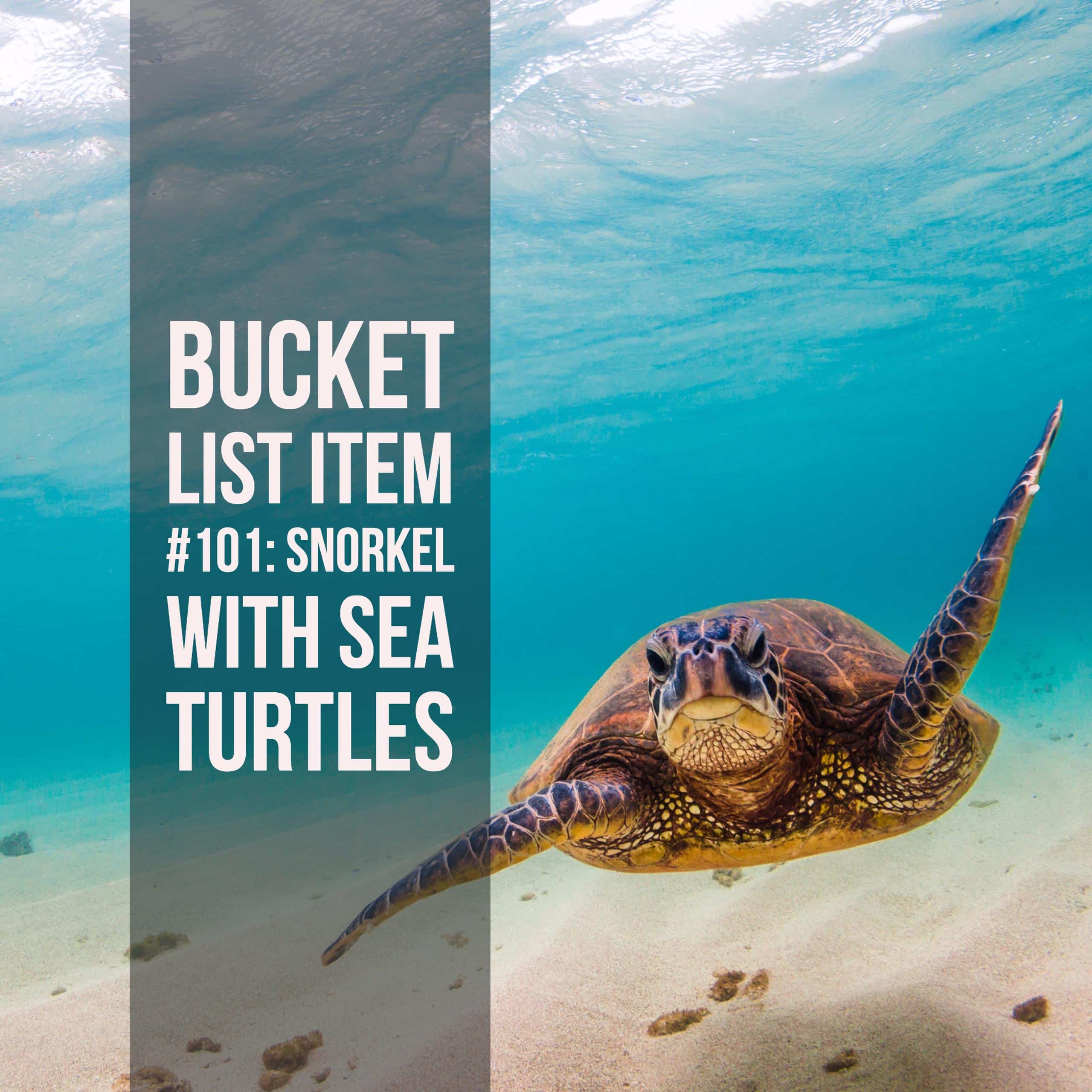 Bucket List Ideas: Swimming with sea turtles