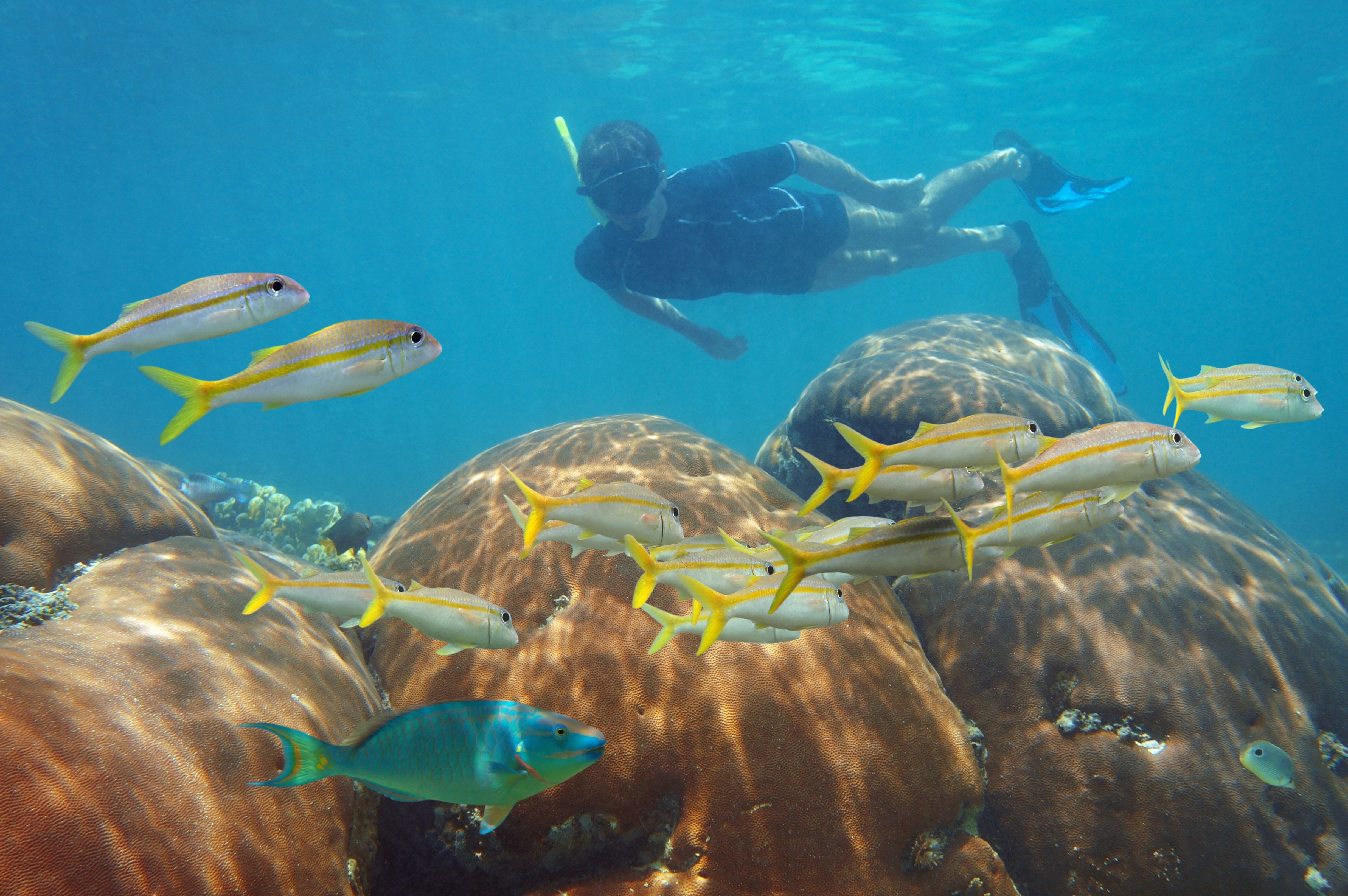 snorkeling cancun