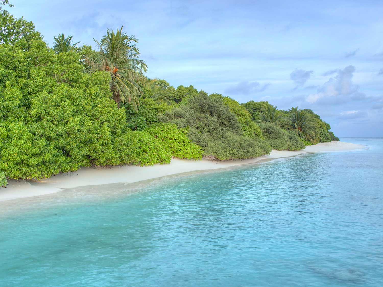 The lush greenery by the beach of an island.