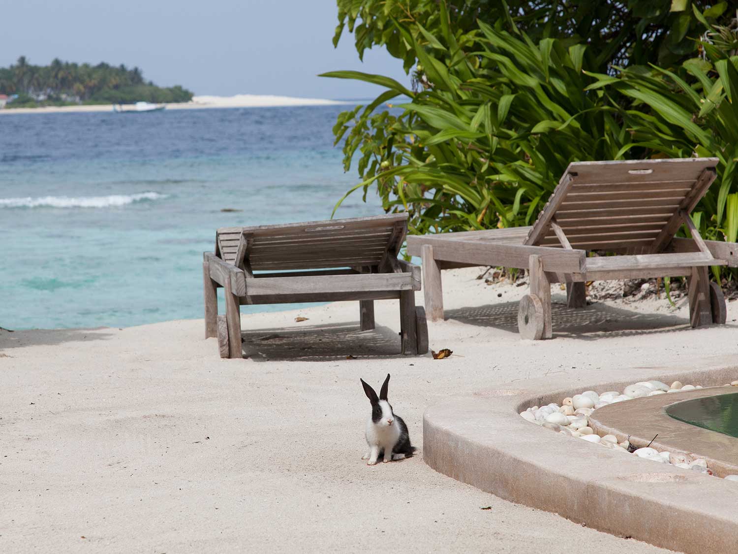 A single bunny standing next to a beach resort lounge area.