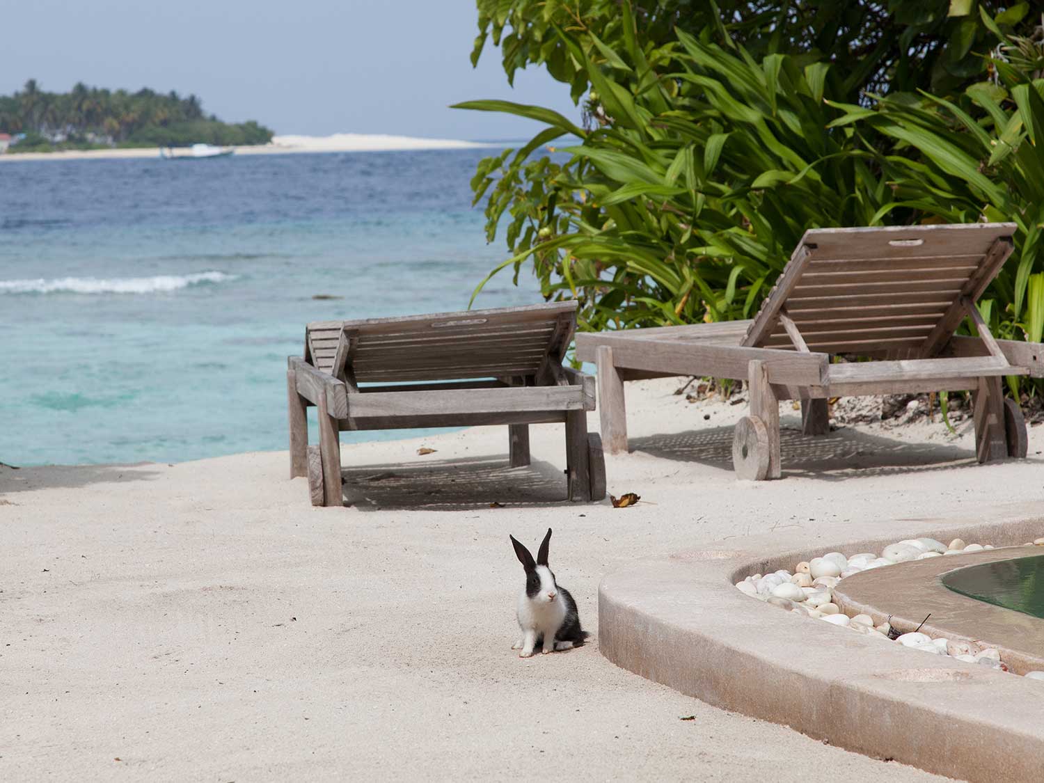 A single bunny standing next to a beach resort lounge area.