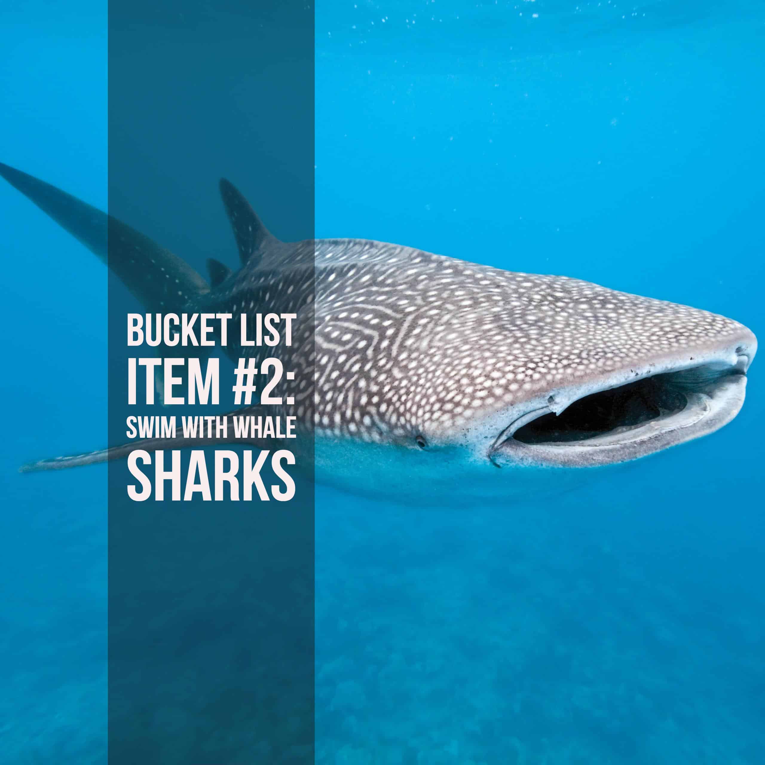 Bucket List Ideas: Swimming with Sharks