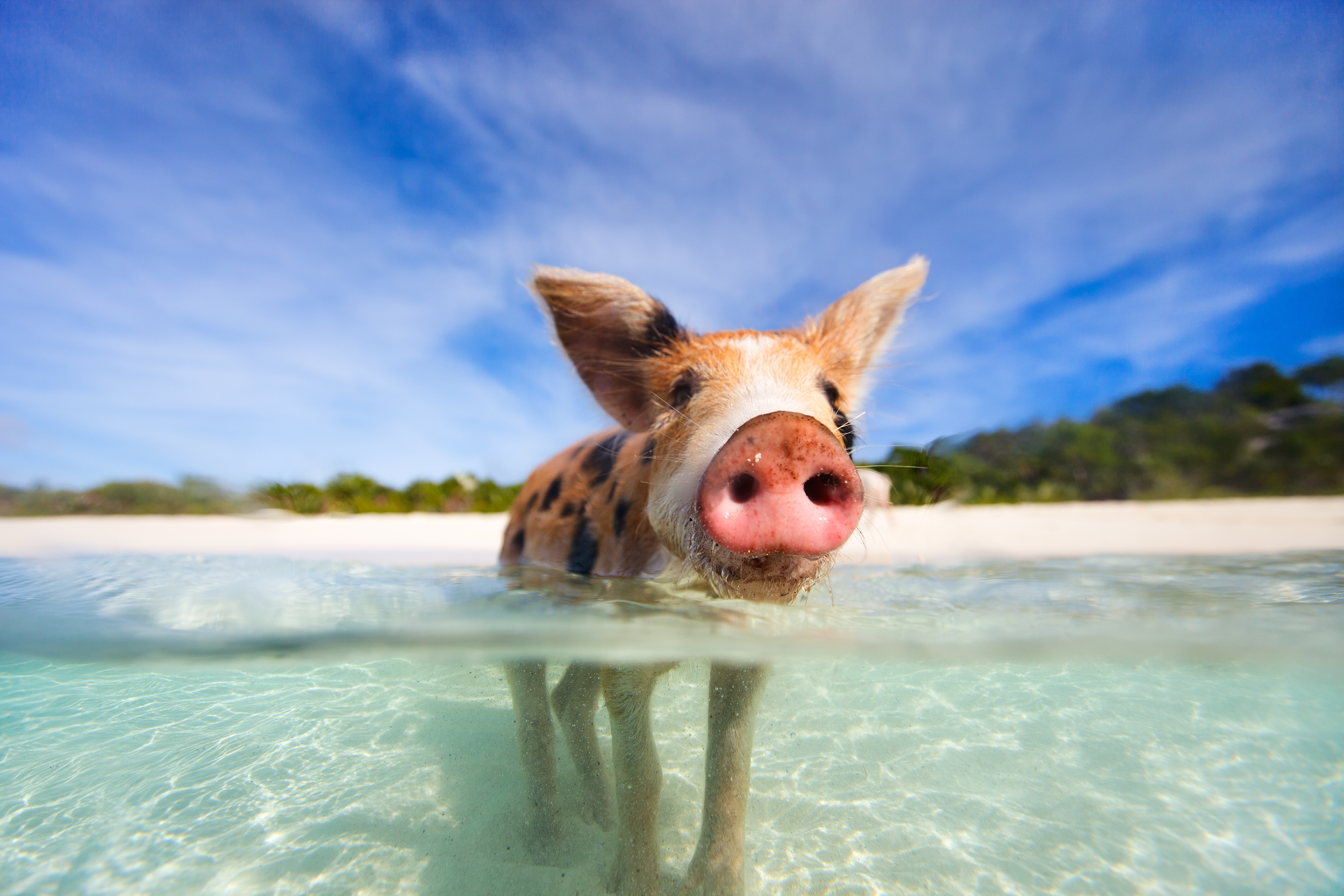 swimming-pigs-exuma-bahamas