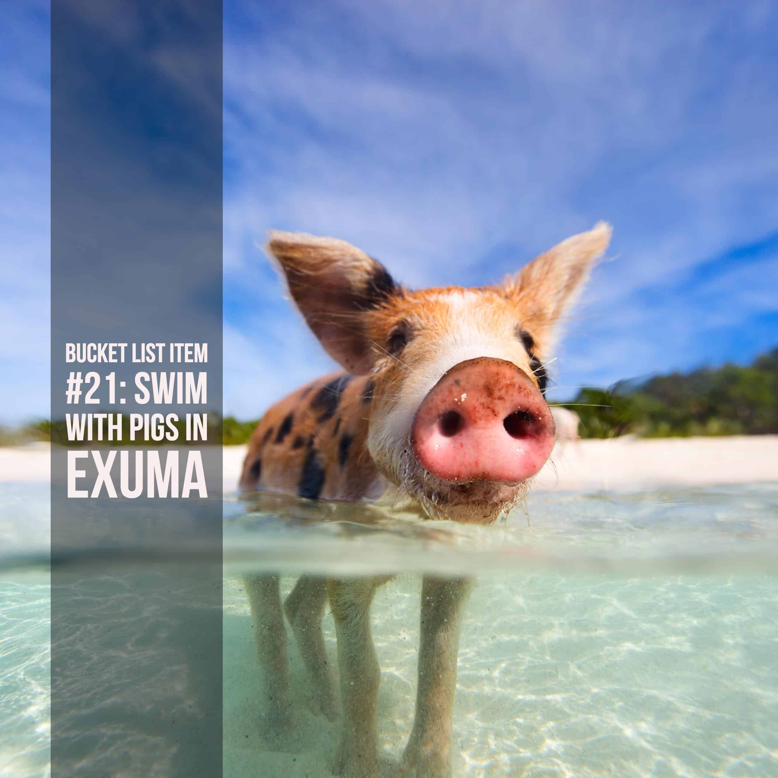 Bucket List Ideas: Swimming with pigs in Exuma