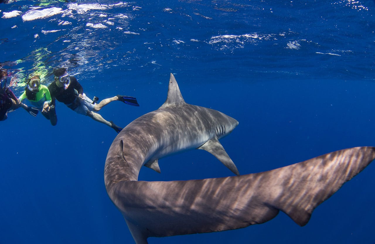 Swimming with Sharks: tiger sharks in Oahu