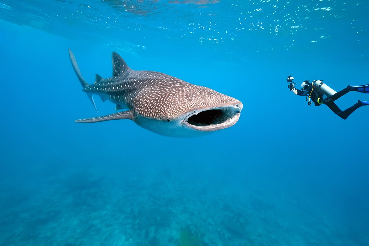 Swimming with Sharks: Whale shark
