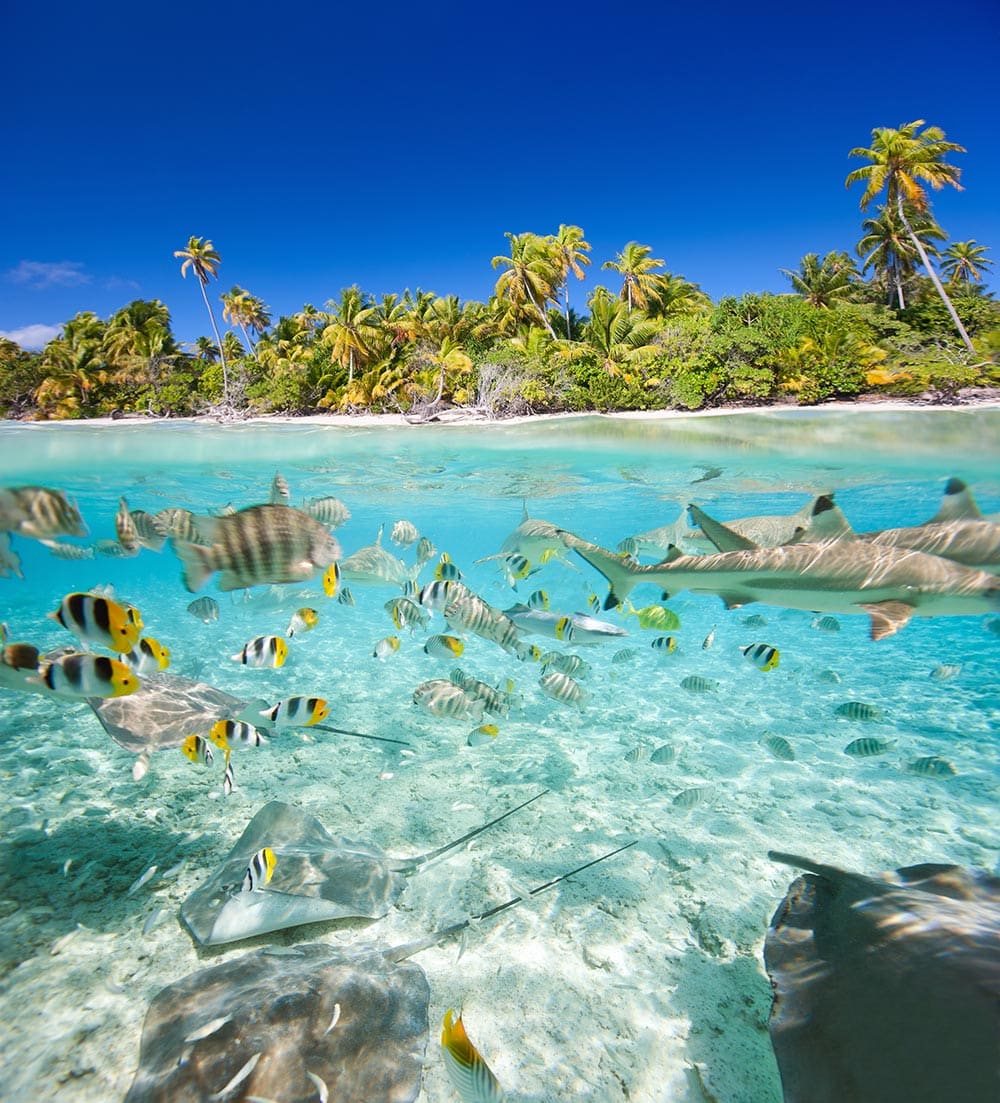 Best Places to Swim with Sharks | Islands