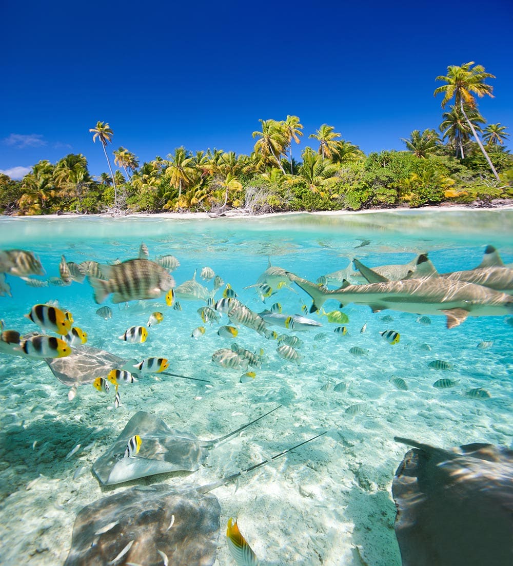 Swimming with Sharks: Reef sharks