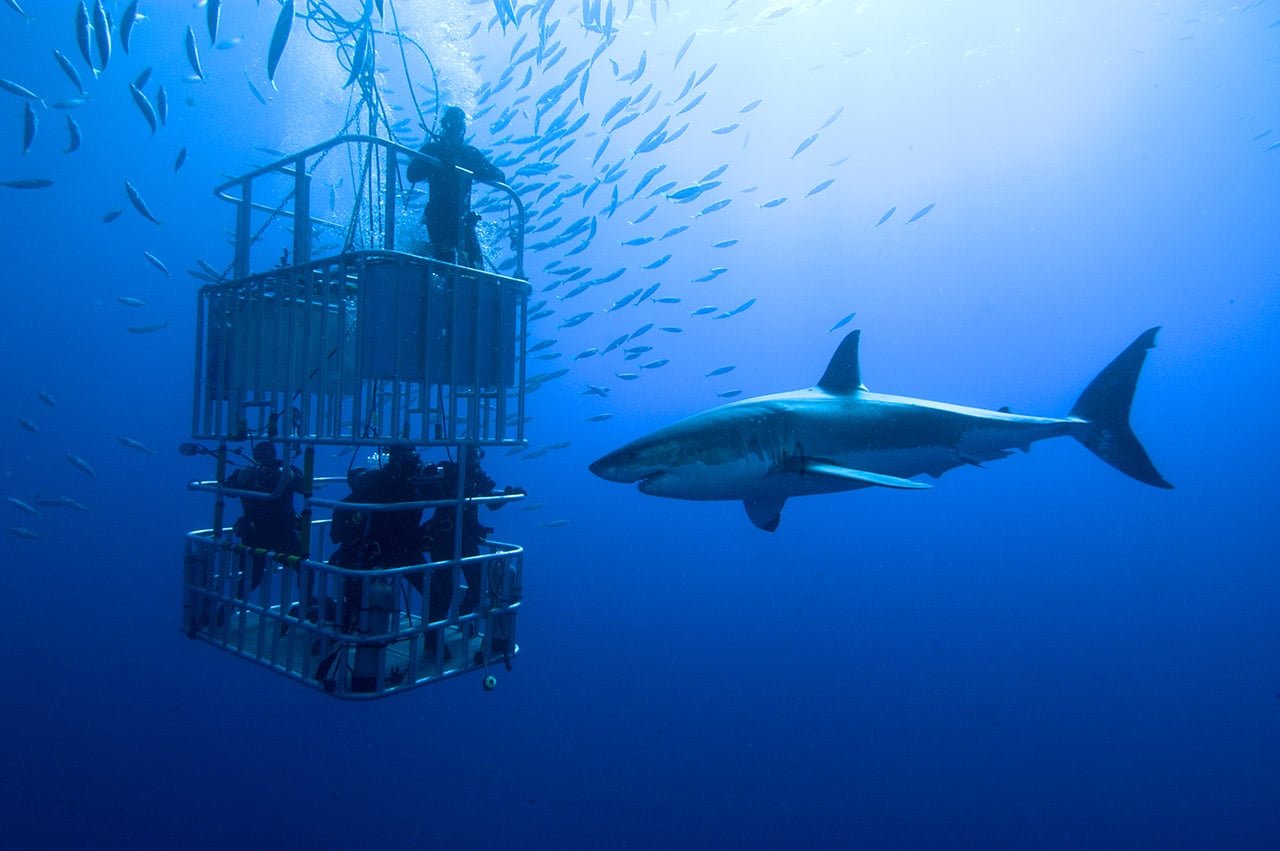 Swimming with Sharks: Cage diving with great white sharks