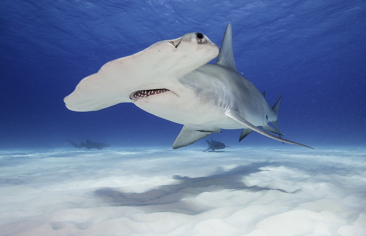 Swimming with Sharks: Hammerhead shark