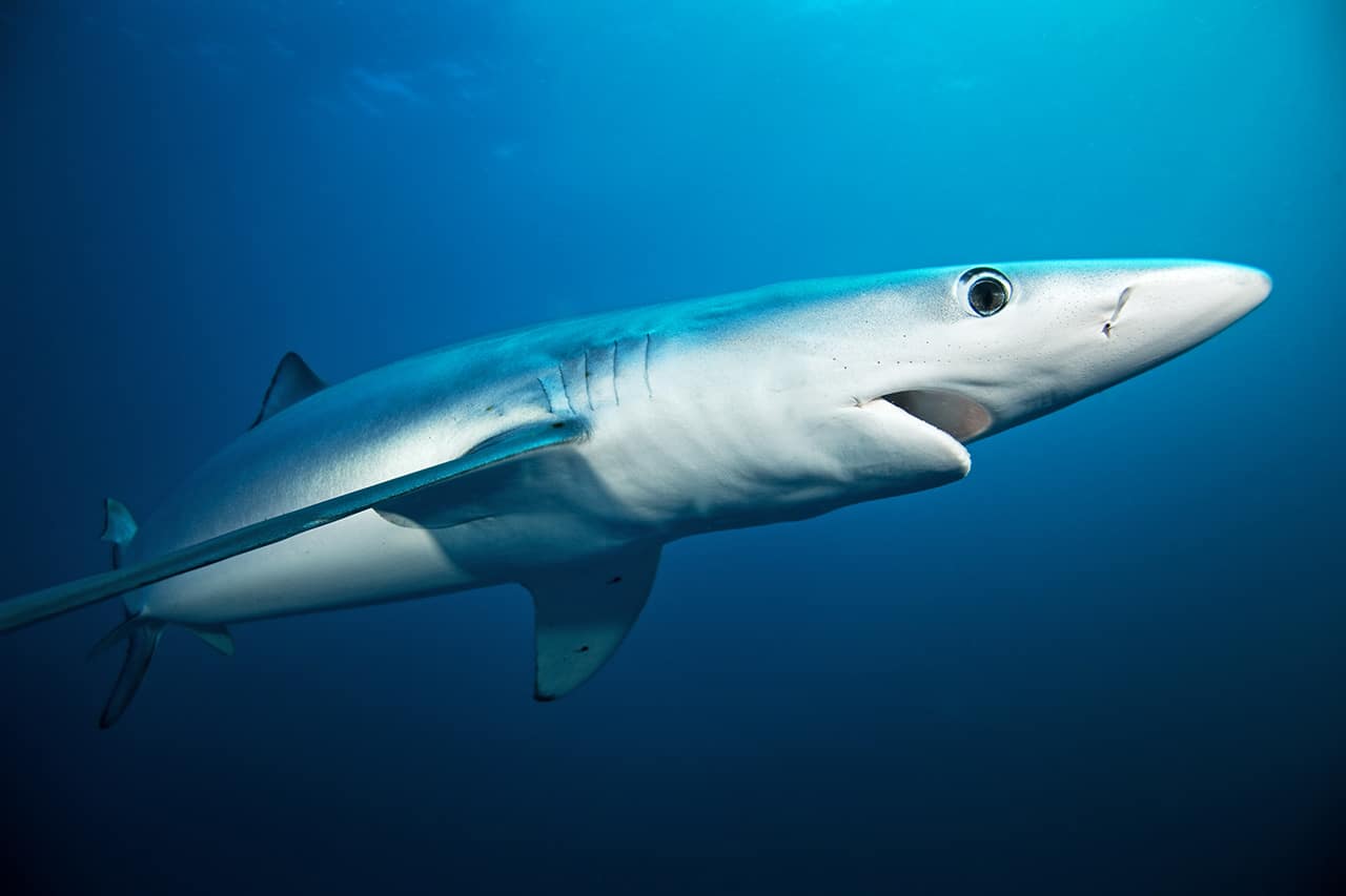Swimming with Sharks: Blue shark