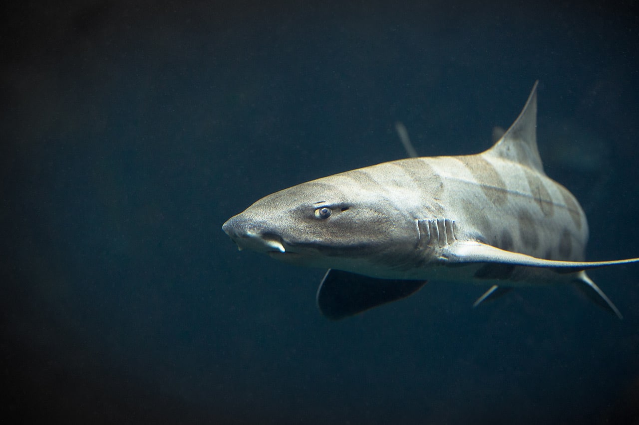 Swimming with Sharks: leopard shark