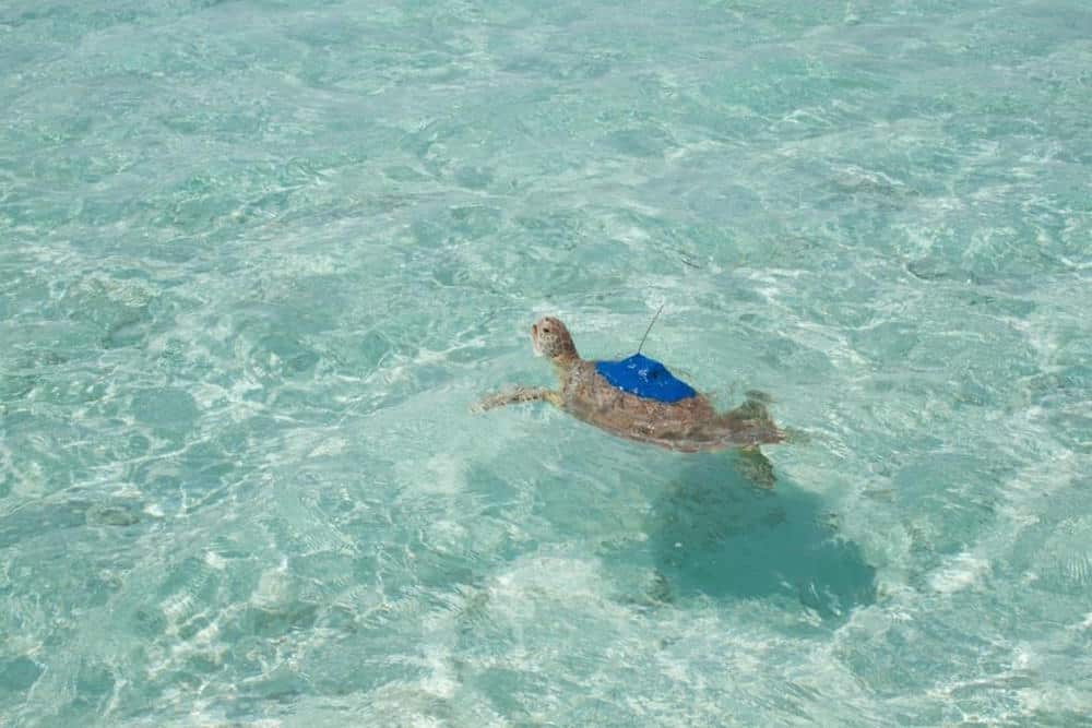 10 Resorts Where You Can Swim with Sea Turtles: Amanyara