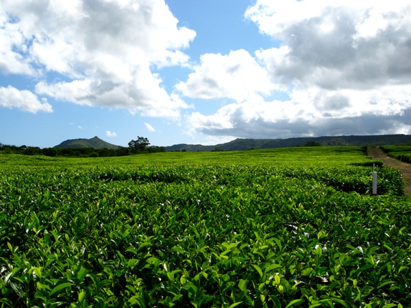tea-fields-of-bois-cheri.jpg