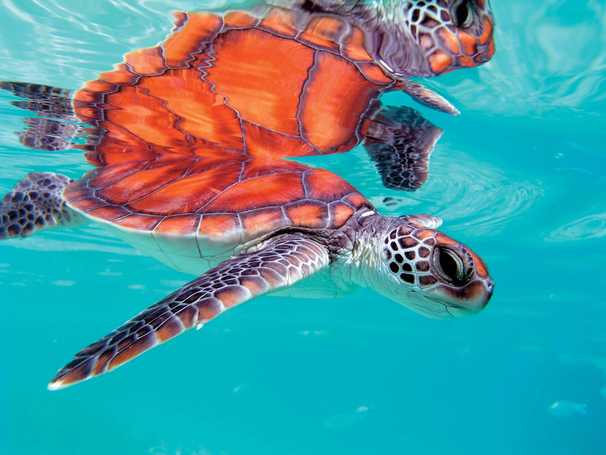 Sea turtle sales swim trunks