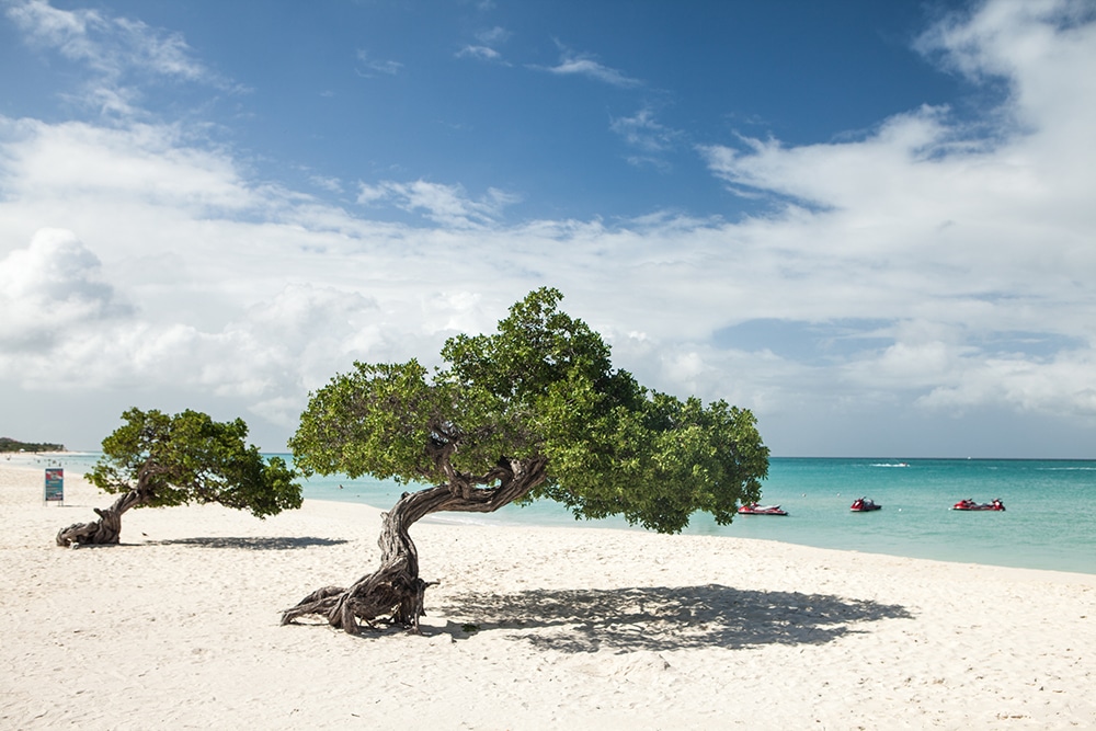 Aruba's iconic Fofoti tree