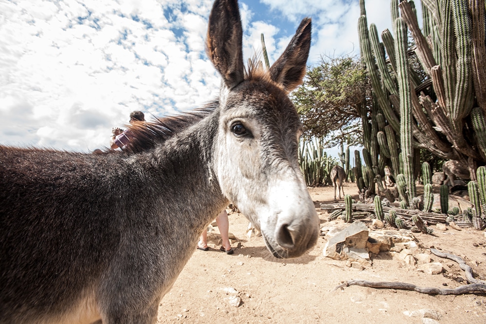 Things to Do in Aruba on Vacations: Donkey Sanctuary