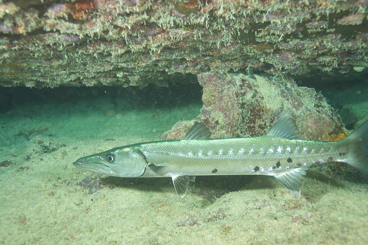 Things to do in Key West: Snorkel the Saddlebunch Cays