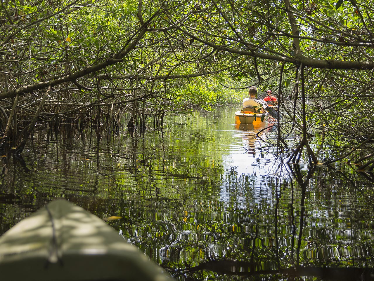 Things to do in Key West: Kayak mangroves