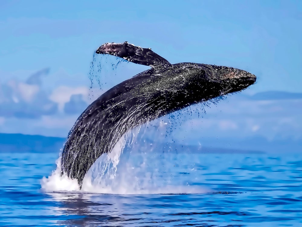 Best Things to Do in Maui - humpback whale-watching tour
