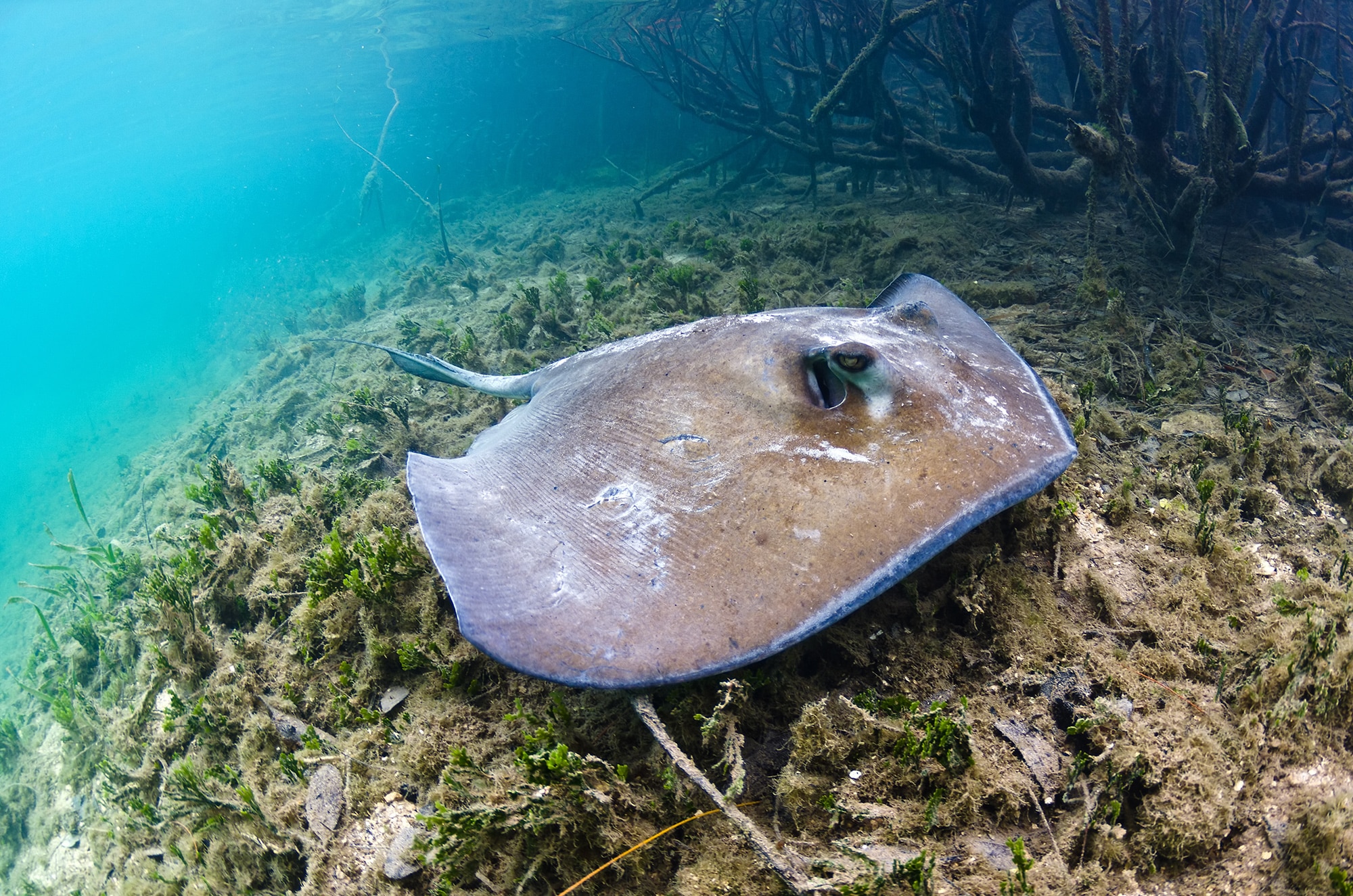 Things to do in the Bahamas: snorkeling with stingrays