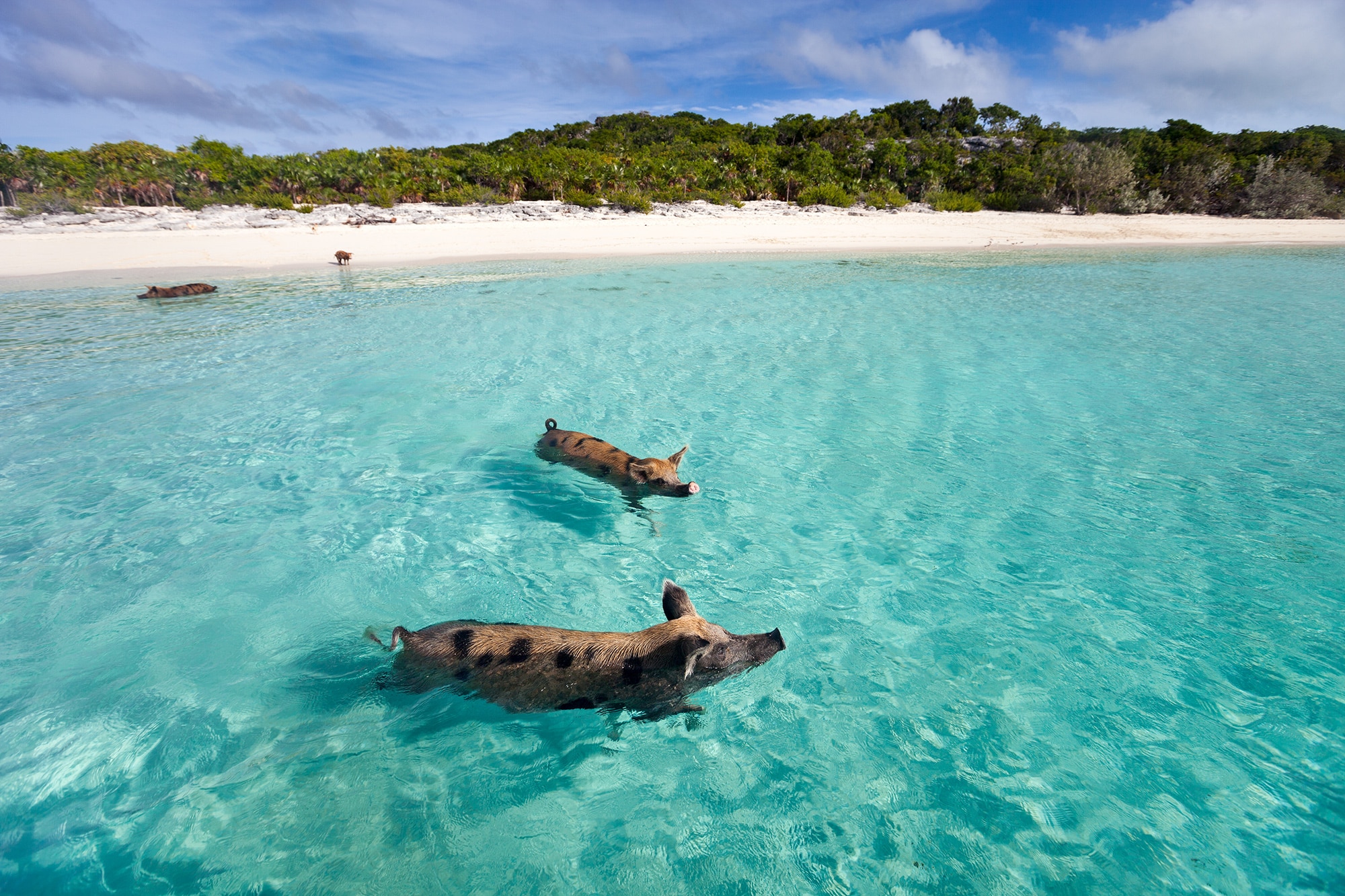 Things to do in the Bahamas: Exumas swimming pigs