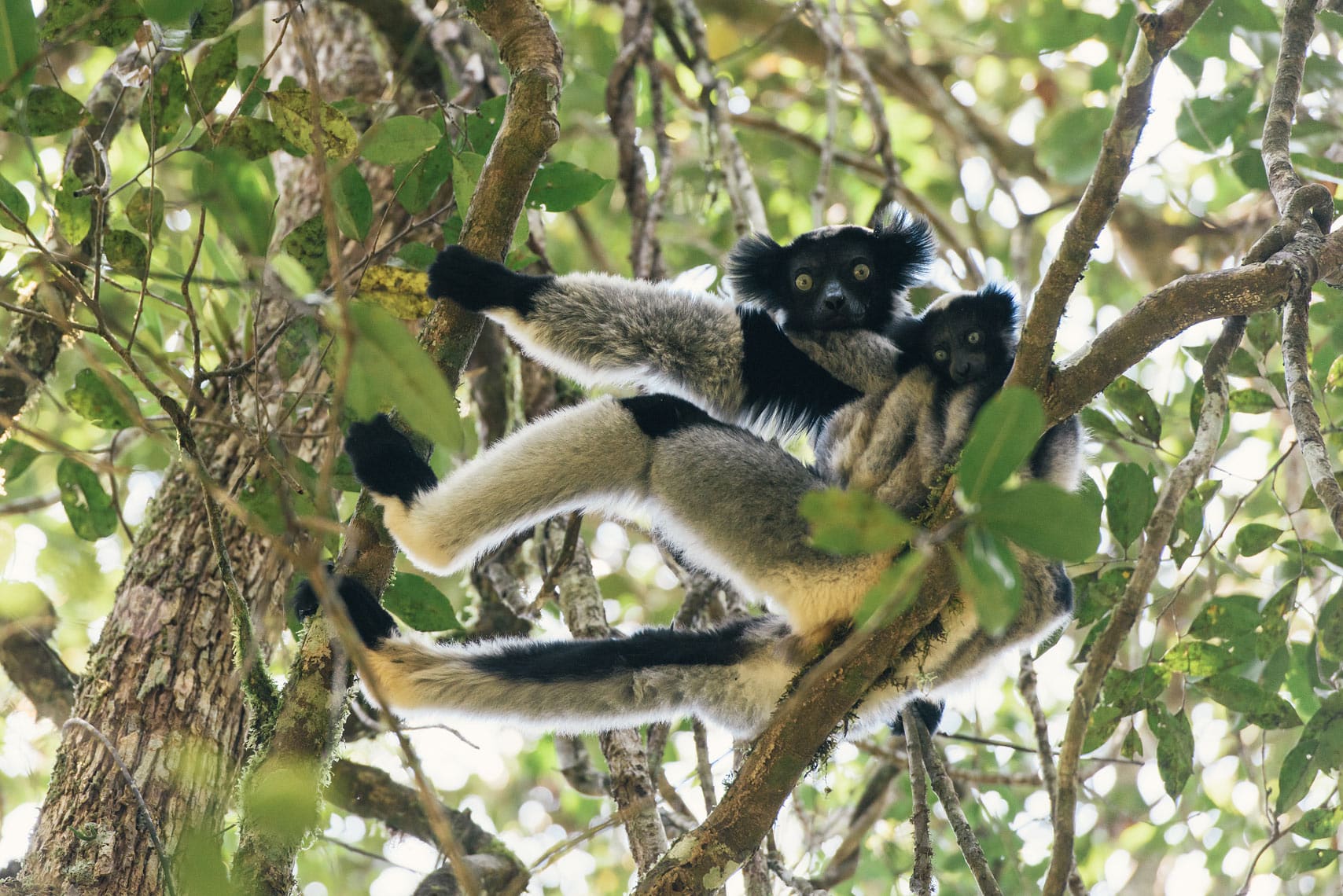Things to do in Madagascar: Andasibe-Mantadia National Park