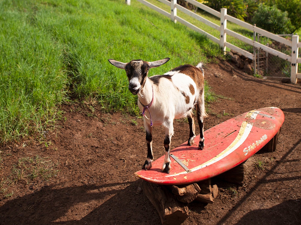Things to do in Maui with kids: Surfing Goat Dairy