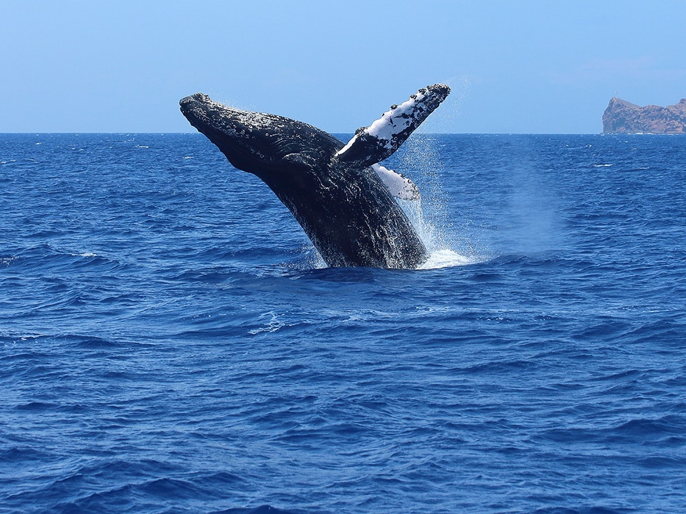 Things to do in Maui with kids: Whale Watching Tour