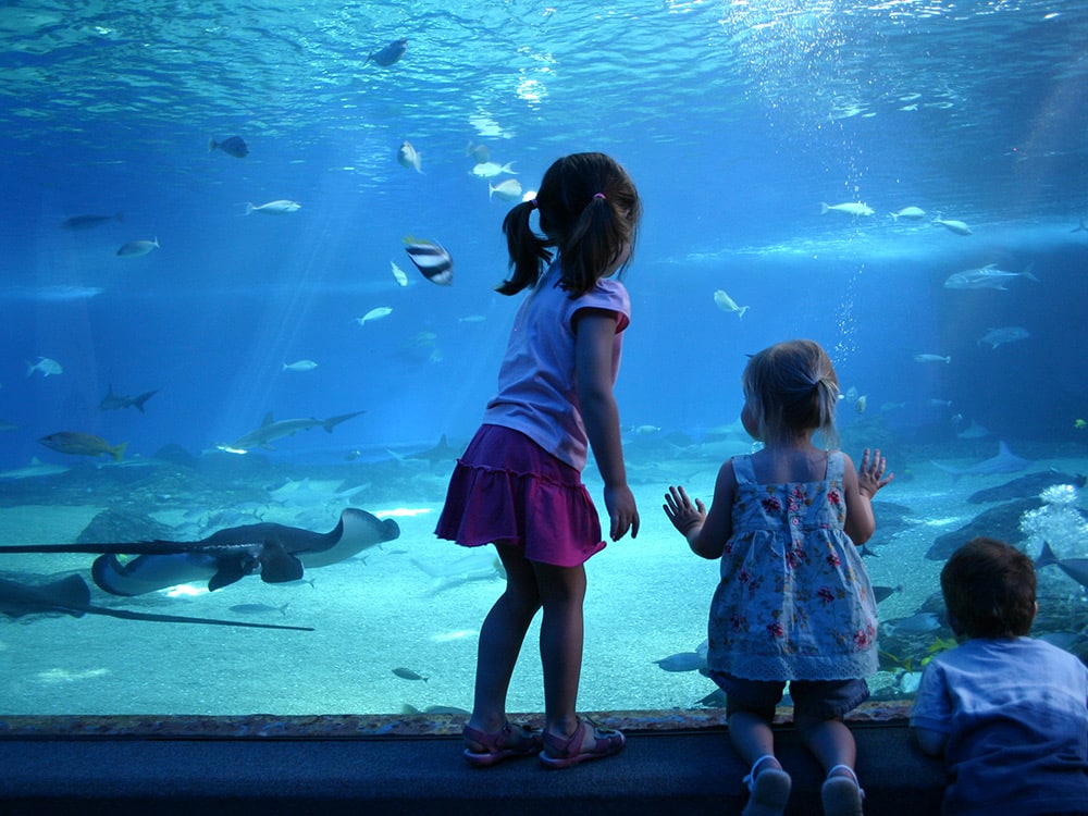 Things to do in Maui with kids: Maui Ocean Center