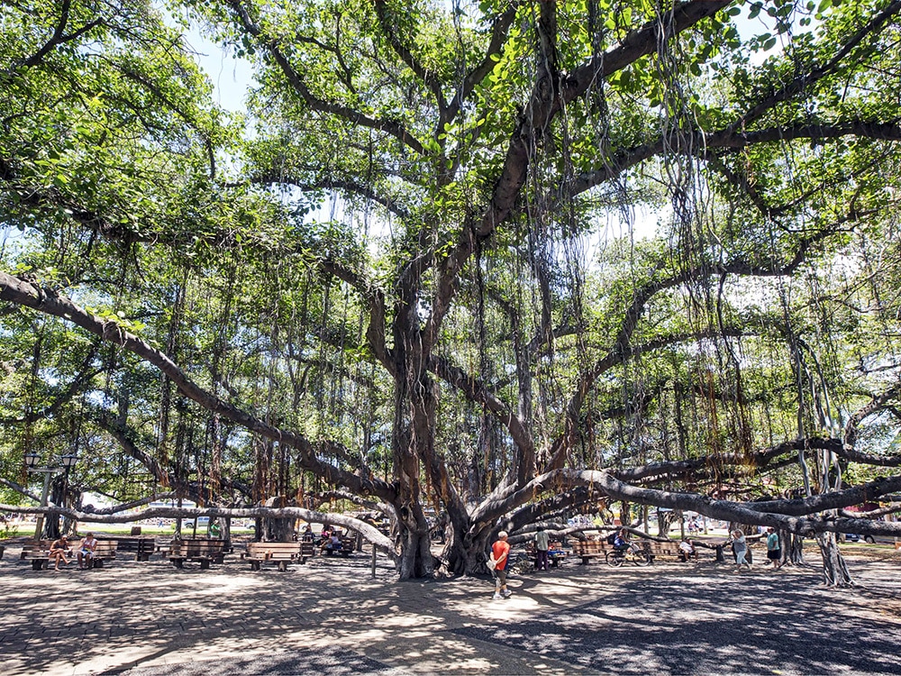 Things to do in Maui with kids: Banyan Tree in Lahaina