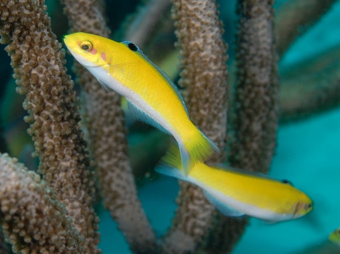 Tobago fish