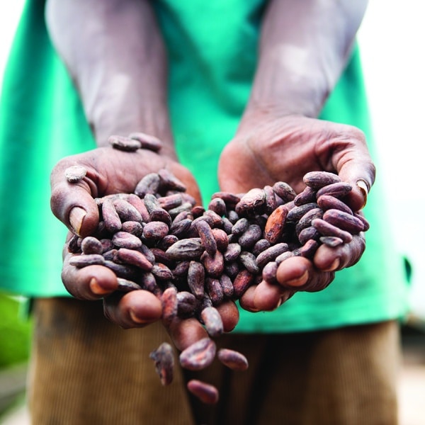 Trinidadian Cacao