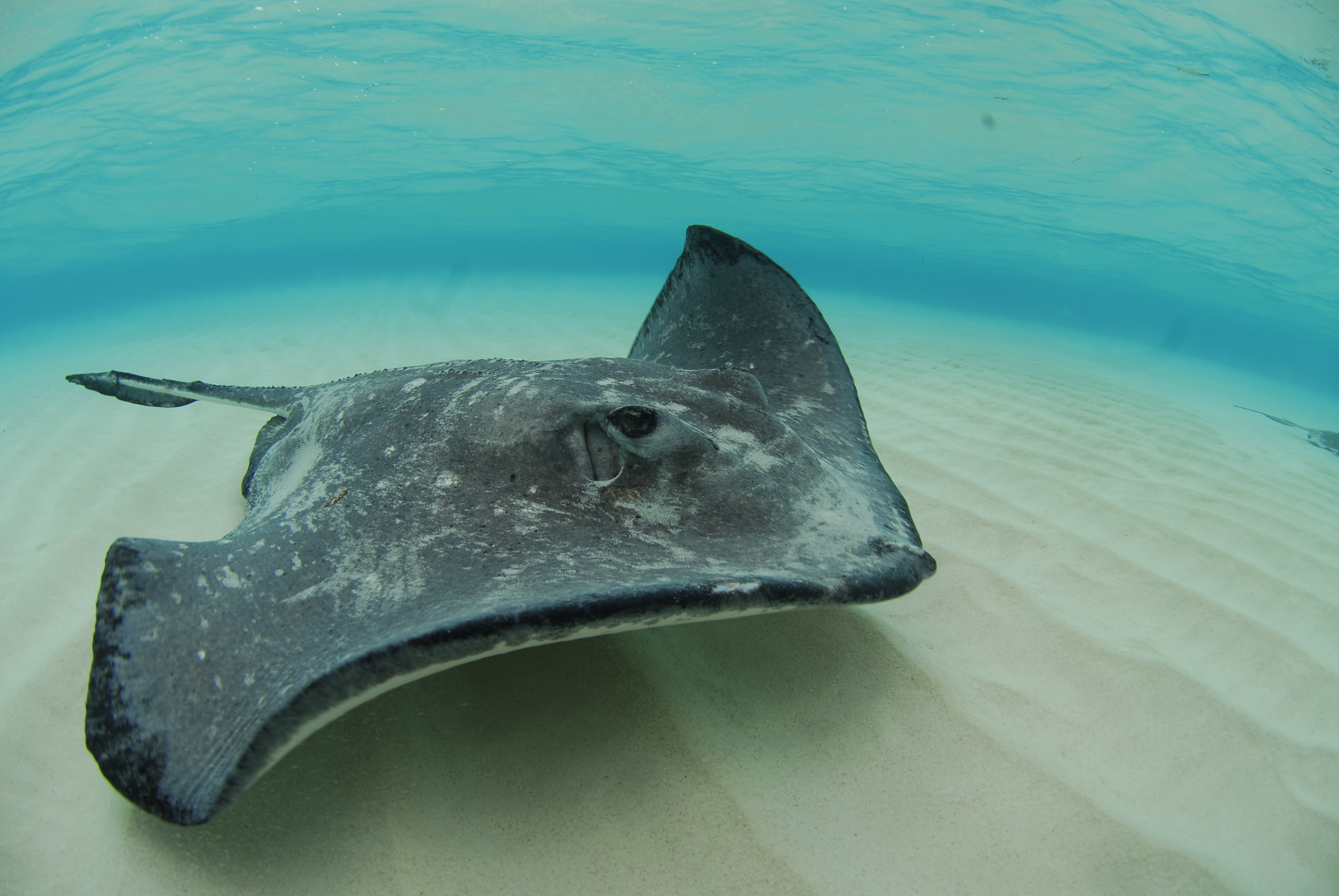 Swim with Stingrays, Grand Cayman