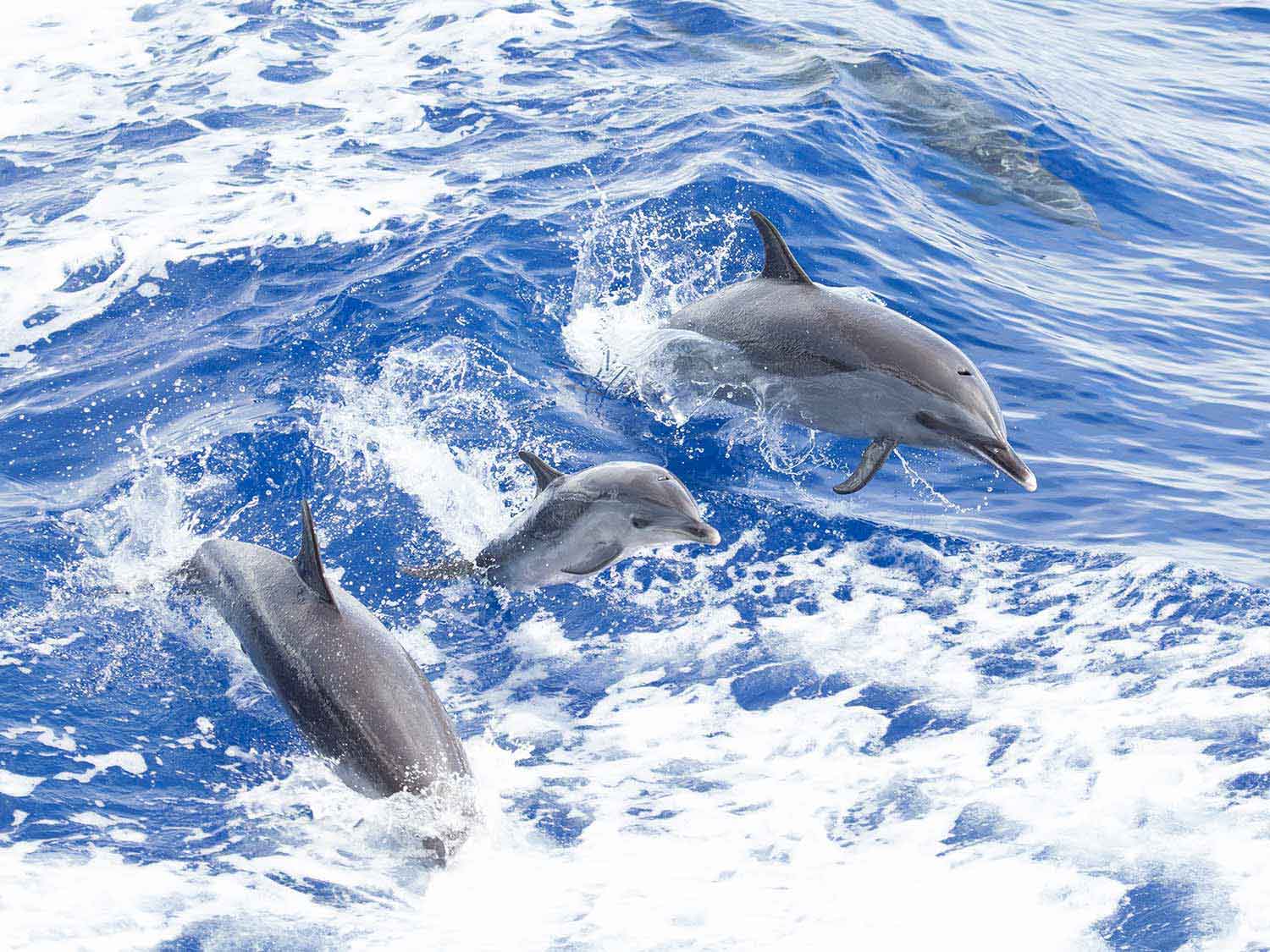 Dolphins in the ocean