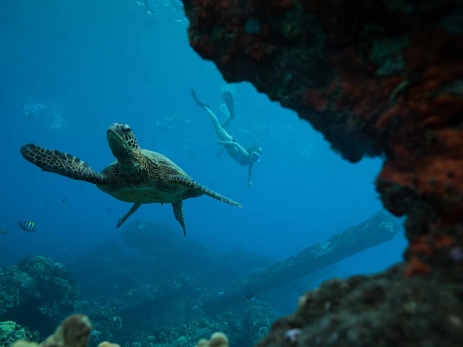Sea turtles swimming underwater