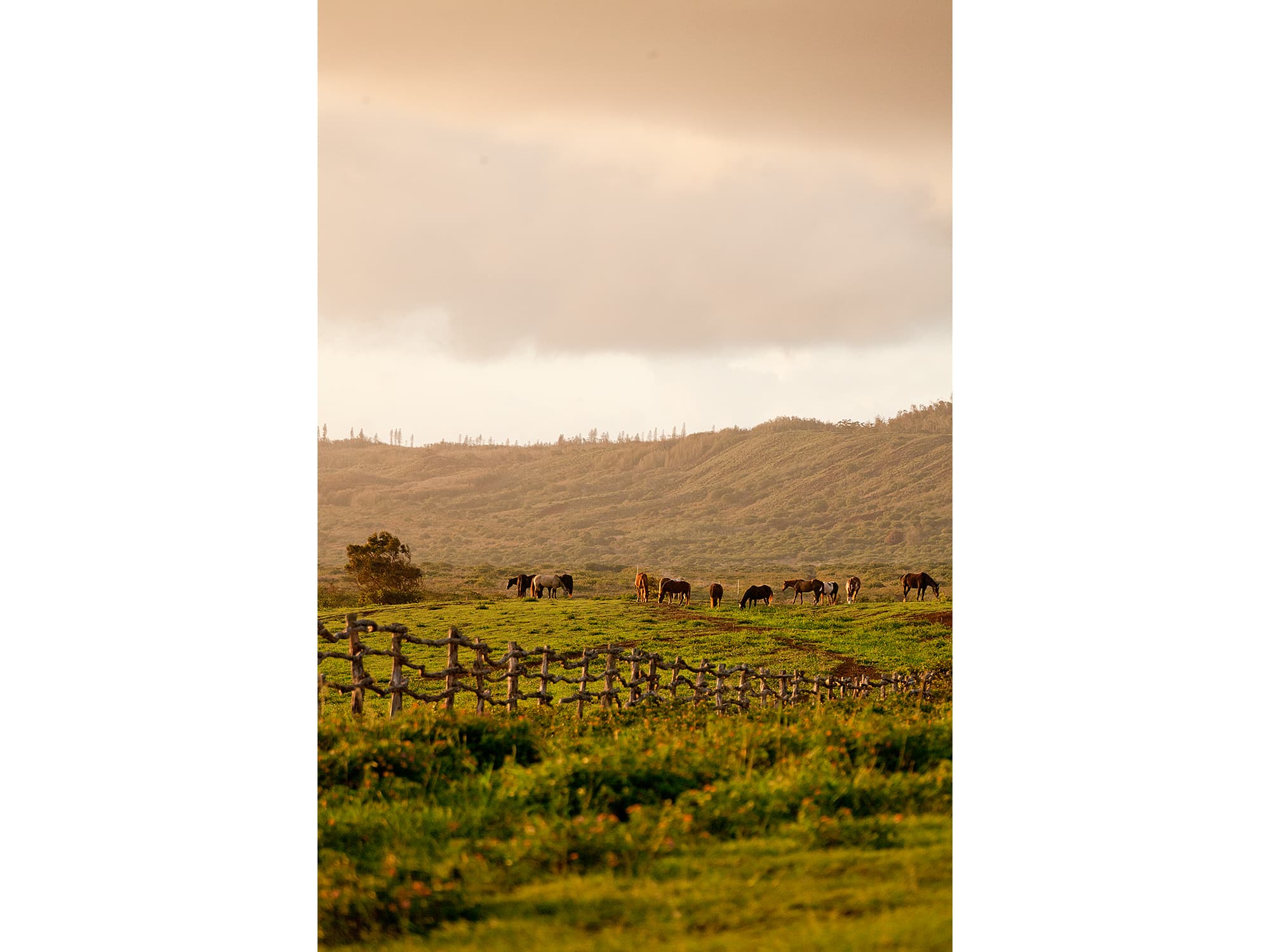 Stables at Koele