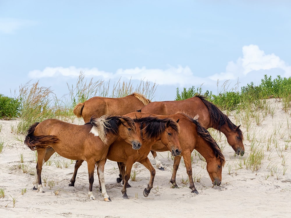 Assateague Island, Maryland