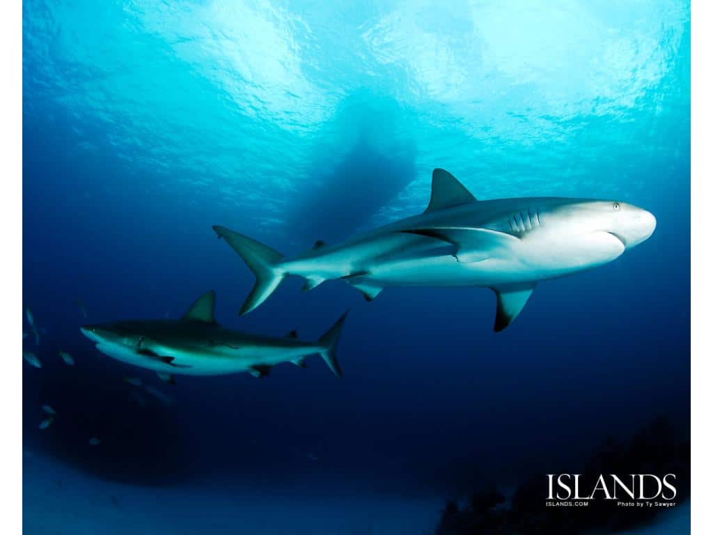 Bahamas Sharks