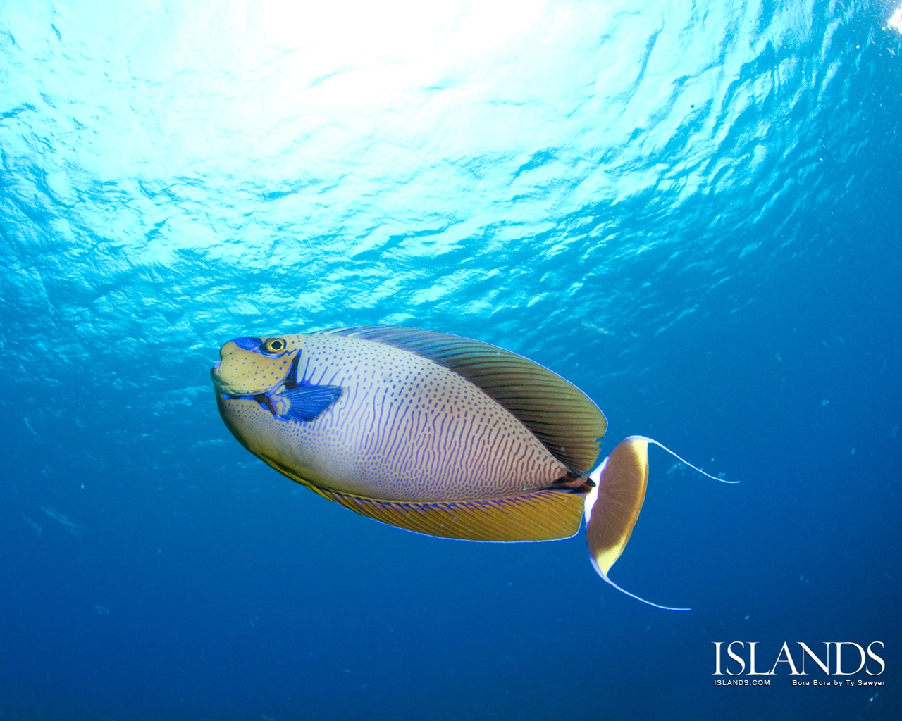 Bora Bora Reef Fish