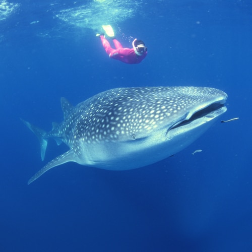 Whale Sharks