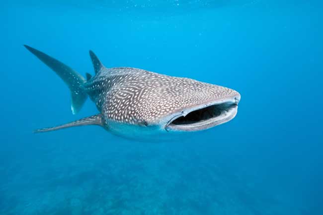 Snorkel, Dive and Swim with Whale Sharks
