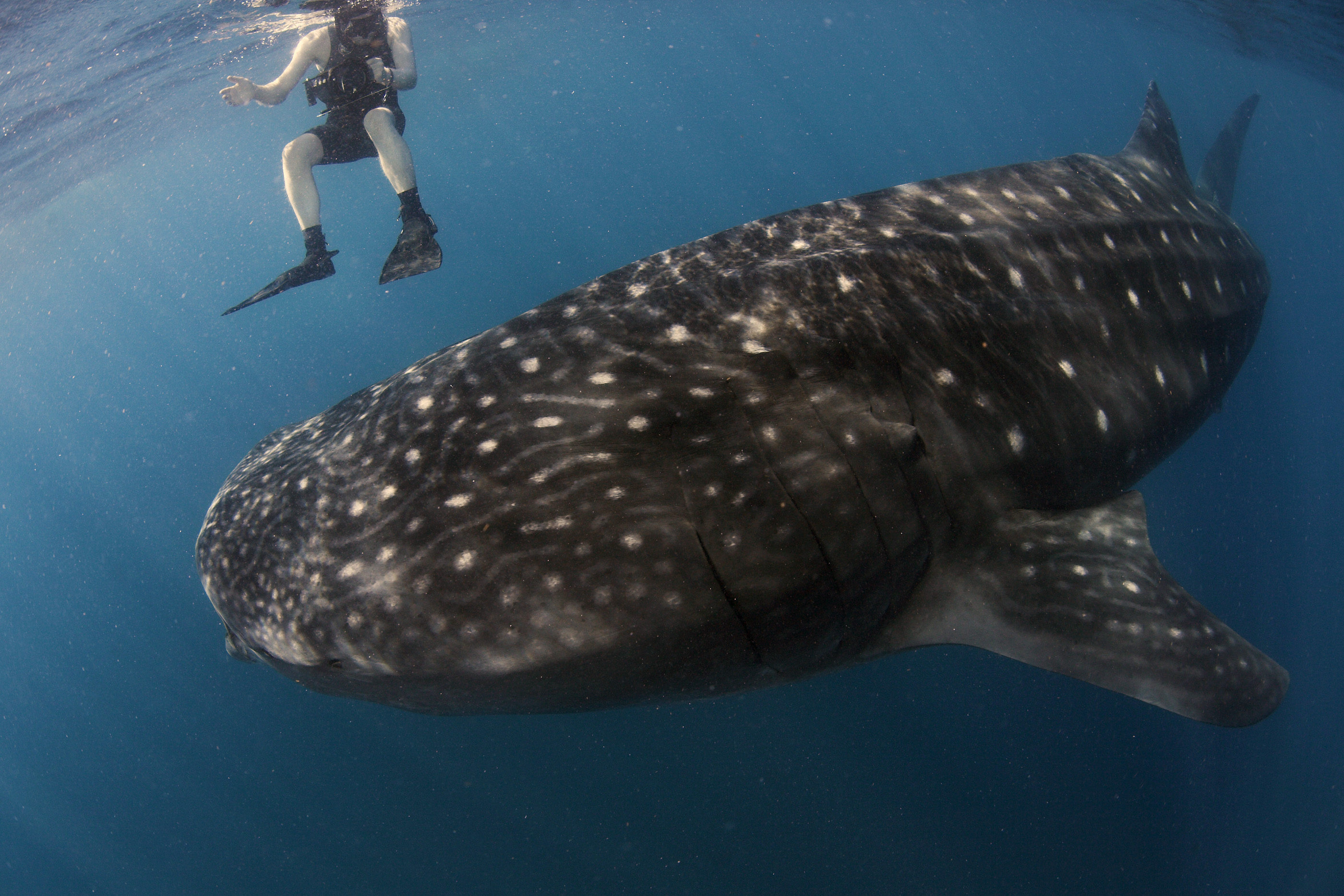 Secret caribbean islands-isla-mujeres-wh-shark