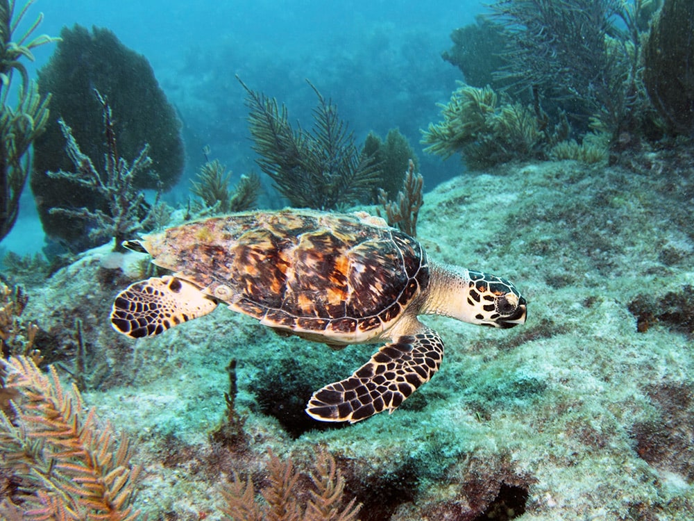 Key Largo, Florida