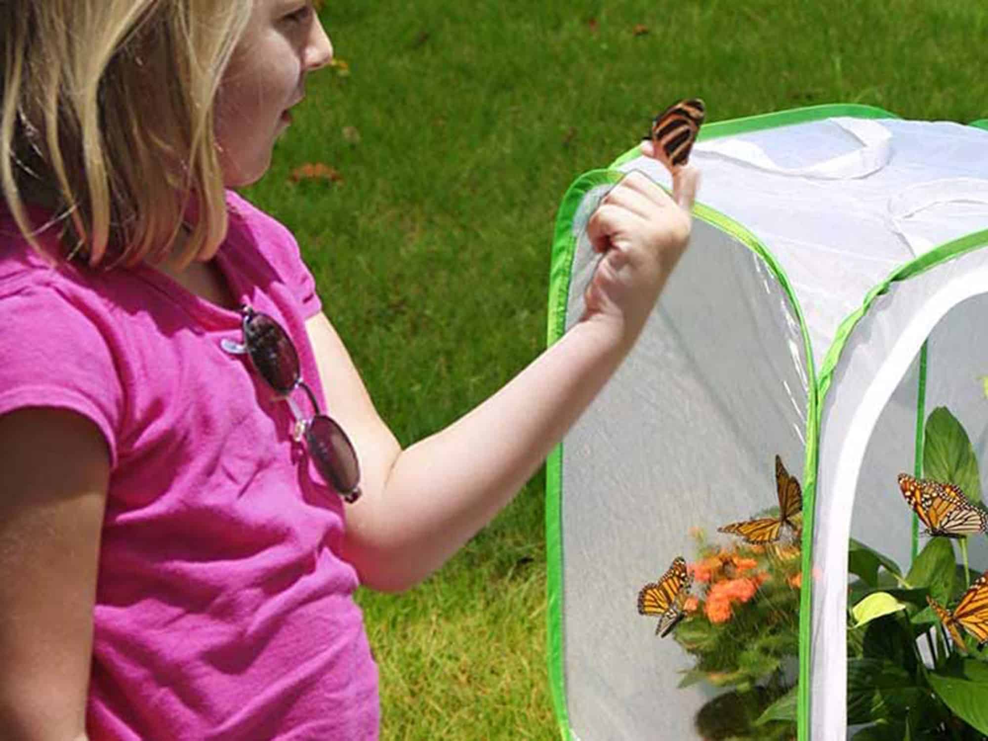 butterfly habitat