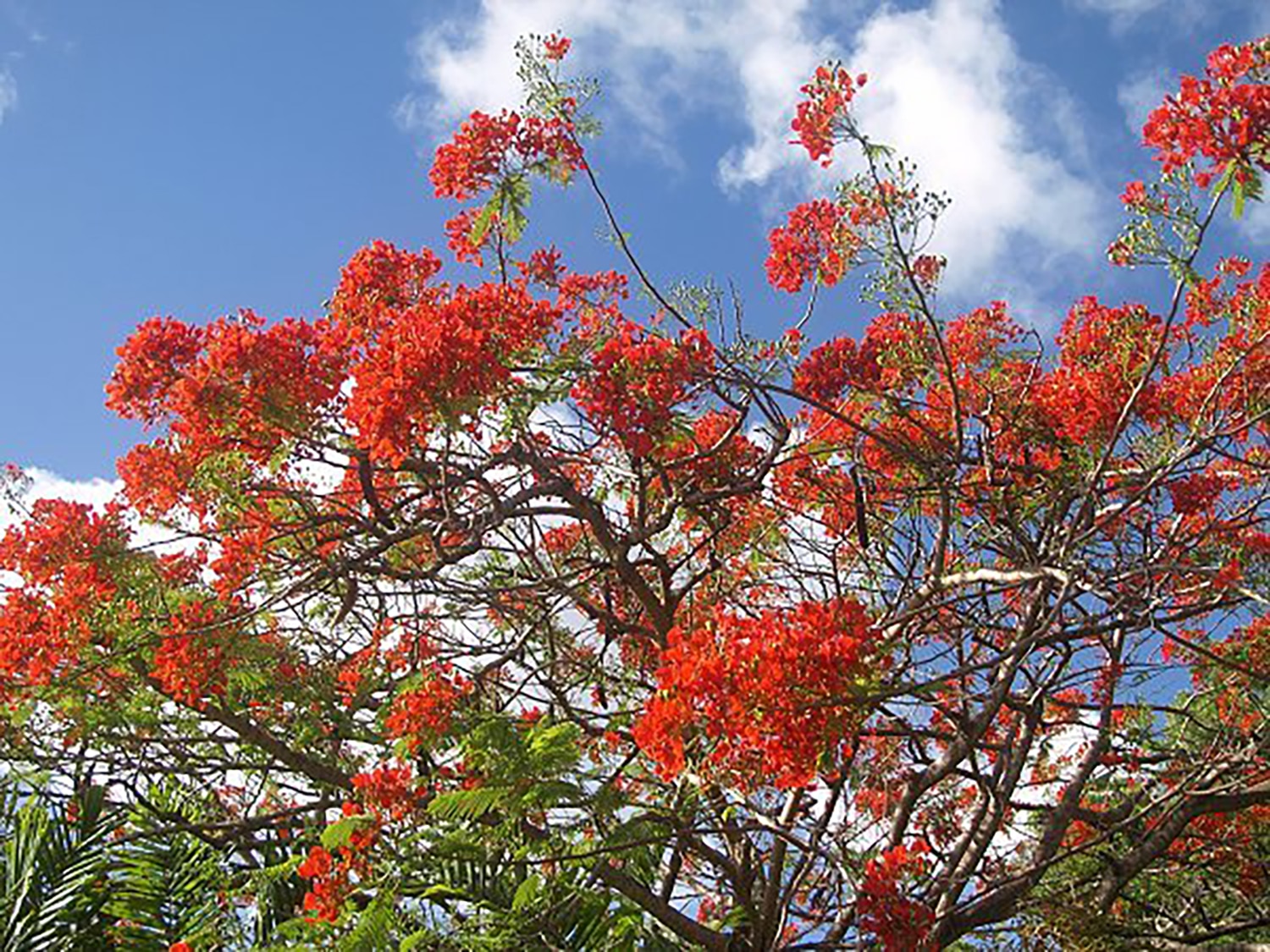 flamboyant tree