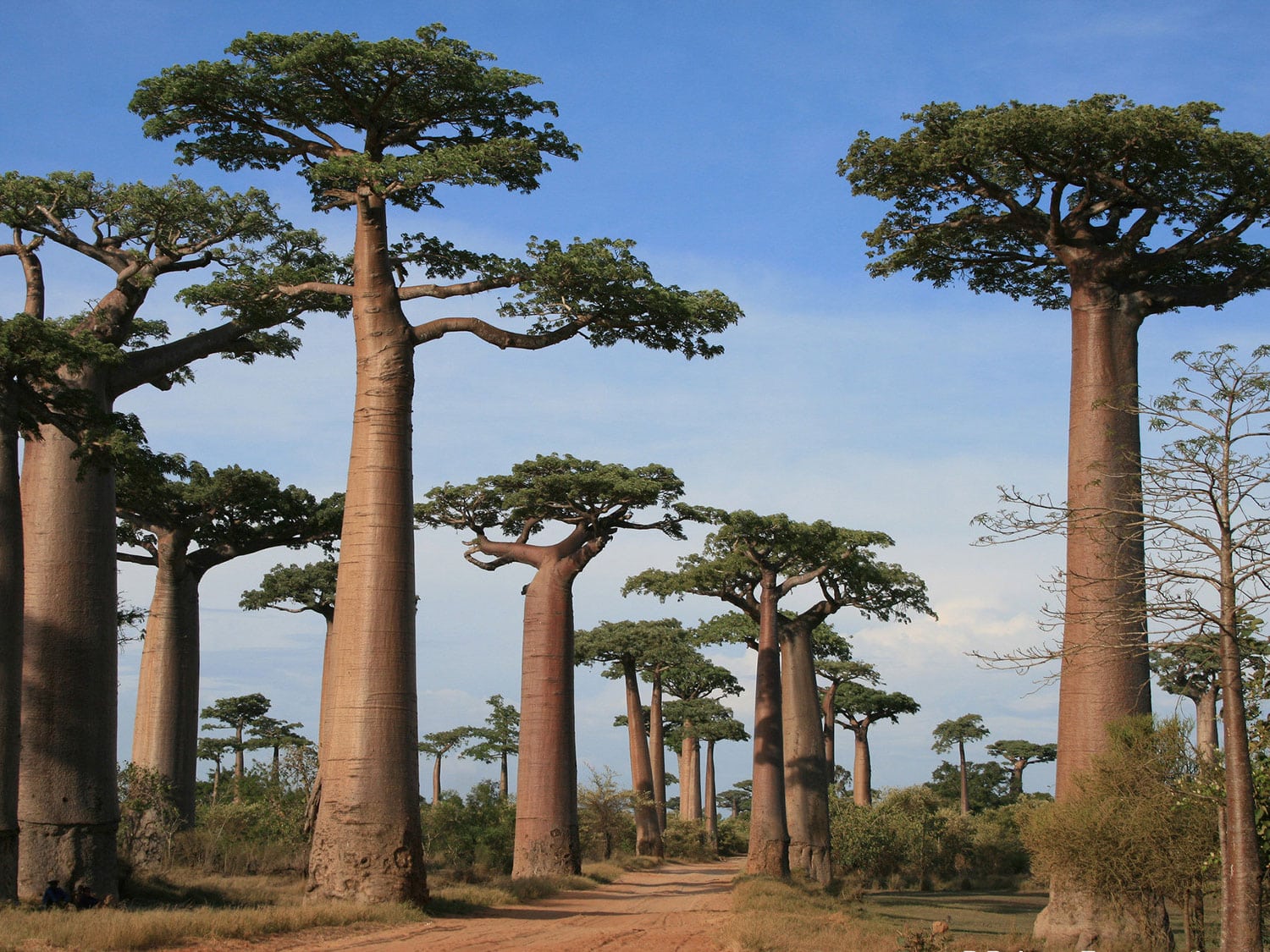 Baobab Alley