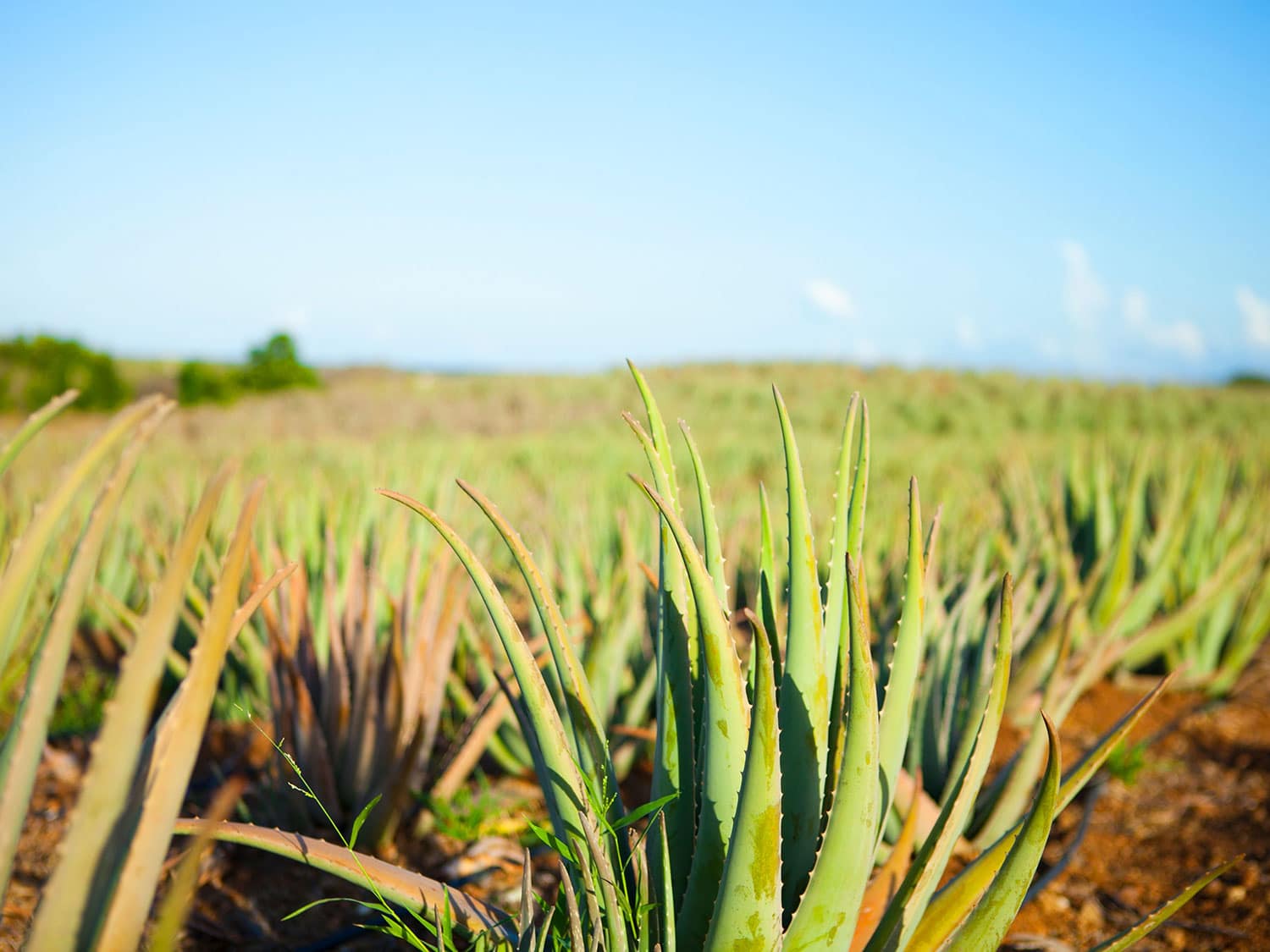 Aloe