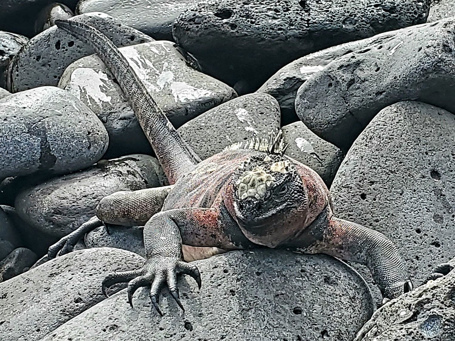 Galapagos marine iguana